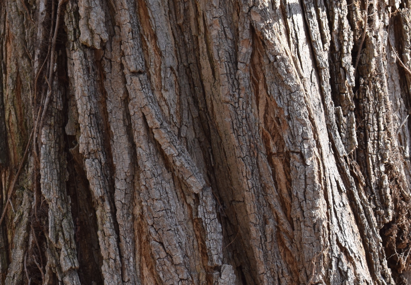 Illustration for article titled Tree Stuff